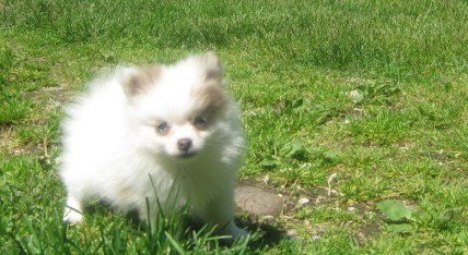 pomeranian pictures