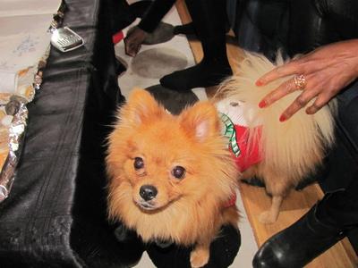 Pooky all dressed up Pooky all dressed up