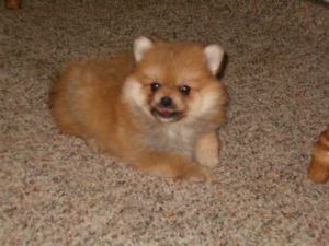 Maggie posing for the camera Maggie posing for the camera