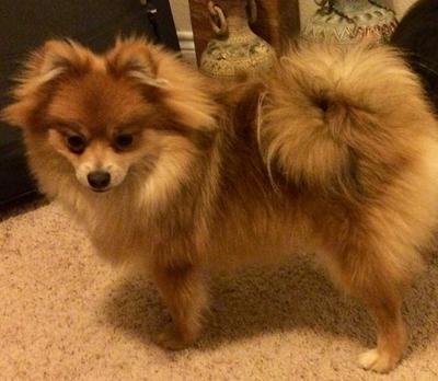 Looking more like a fluffy fox every day!!! Looking more like a fluffy fox every day!!!