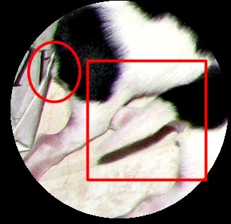 No tail in circle. Tail in rectangle. No tail in circle. Tail in rectangle.