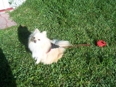 MY HAPPY POM MY HAPPY POM