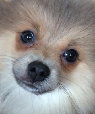 Nanuk close up Nanuk close up