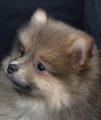 8 weeks old 8 weeks old